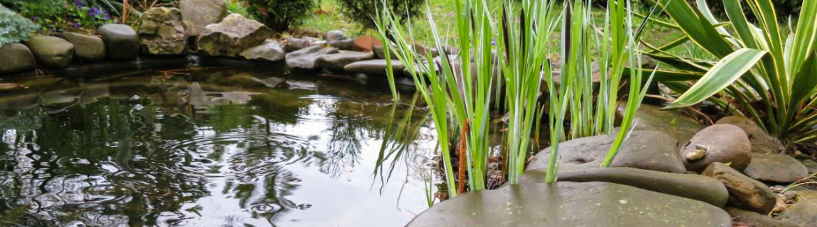 Groen Goed Menken - De Vijverspecialist