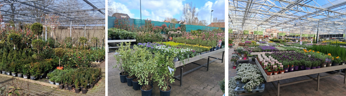 Tuinplanten kopen