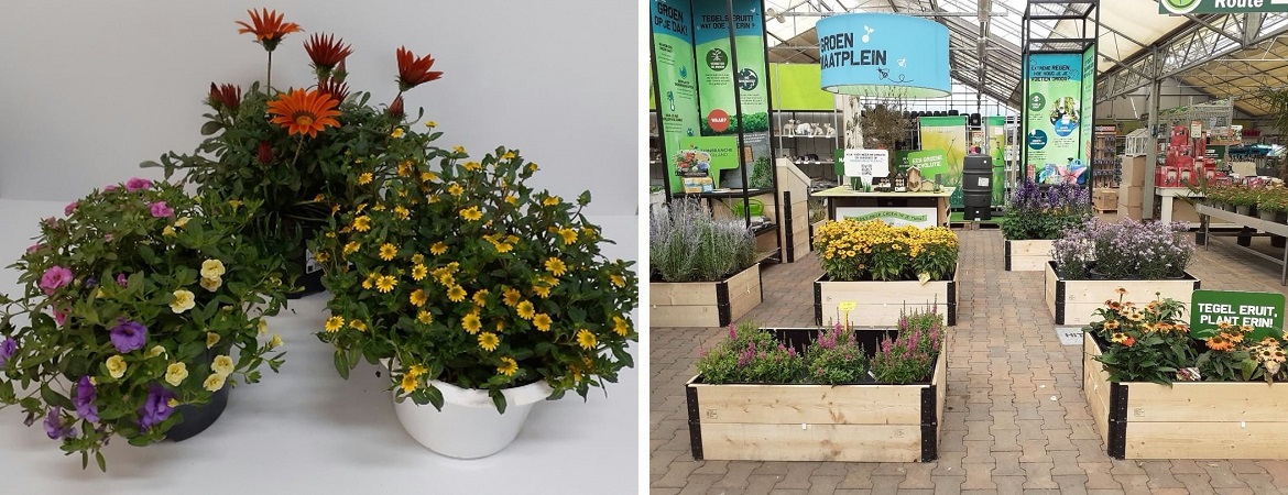 Tuinplanten kopen nabij Gorredijk Groen Goed Menken