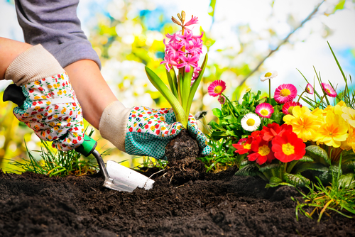 Planten kopen Friesland