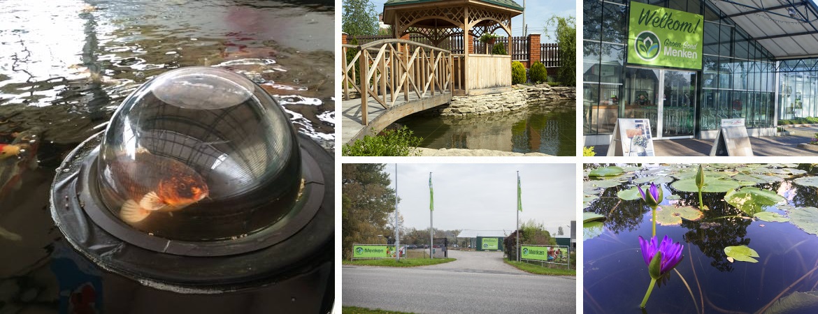 Koi Kopen bij Groen Goed Menken in Haule of Hommerts