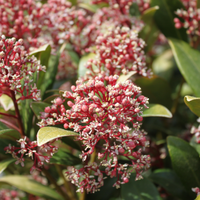 Najaar: Wat te Planten in je Tuin?