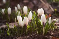 Nazomer Tuinieren: Tips en Tricks voor een Prachtige Tuin