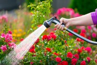 Planten water geven tijdens de warme zomermaanden