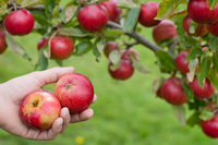 Top 5 kleine fruitbomen