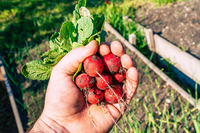 Van tuin naar bord: dit kun je in mei al oogsten