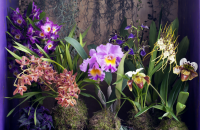 Woonplant van de maand november: Bijzondere orchideeën