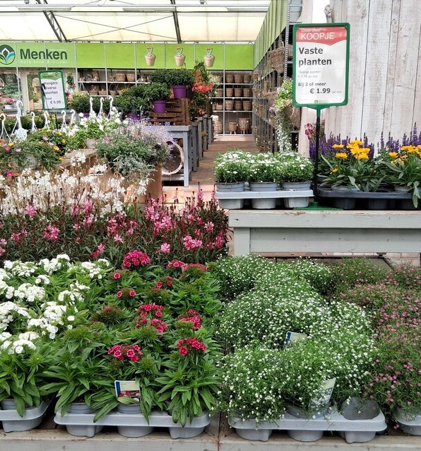 Bloeiende vaste planten