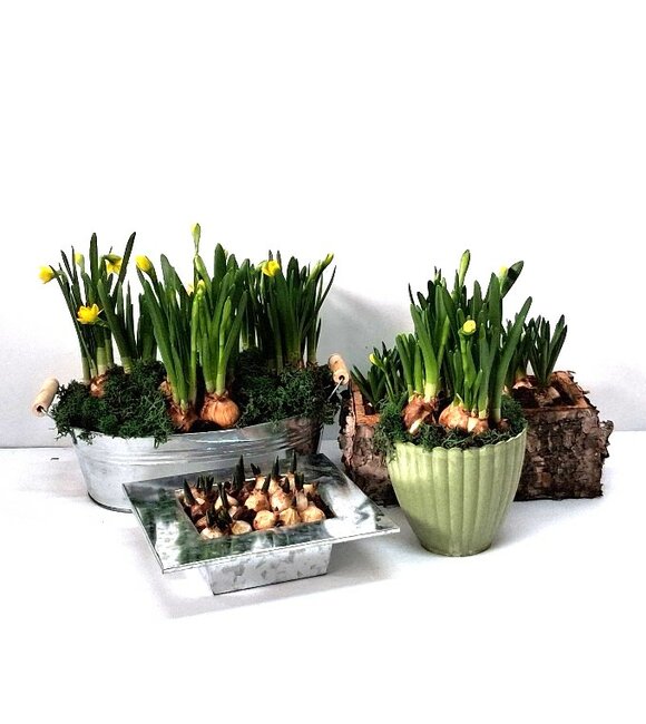 Bollen in schaal of mand