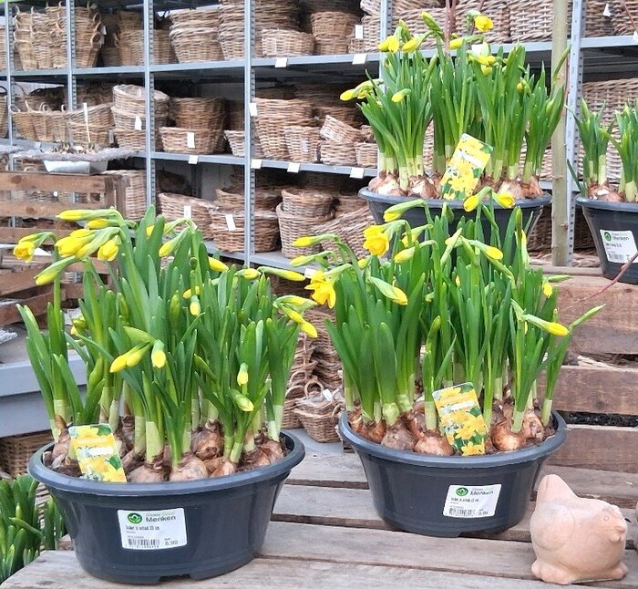 Bollen in schaal of mand