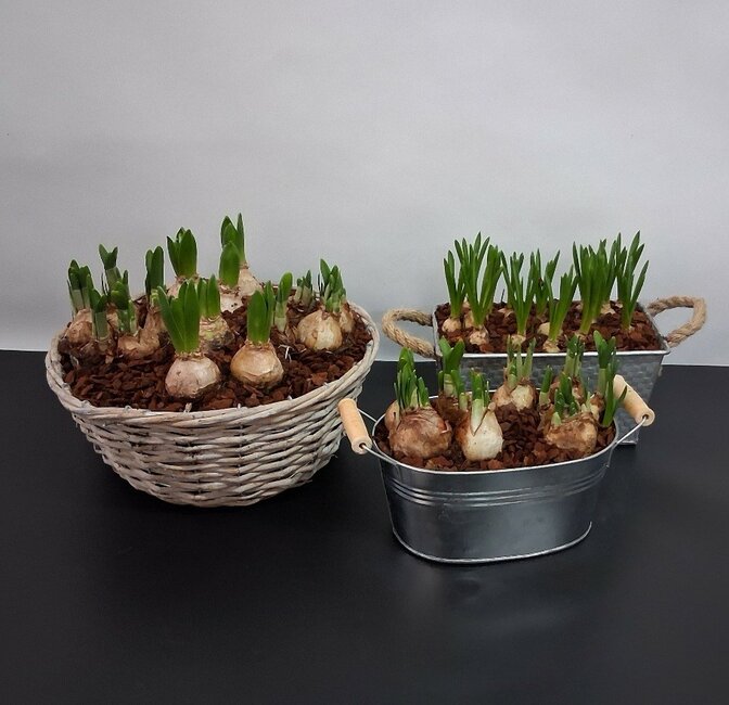 Bollen in schaal of mand