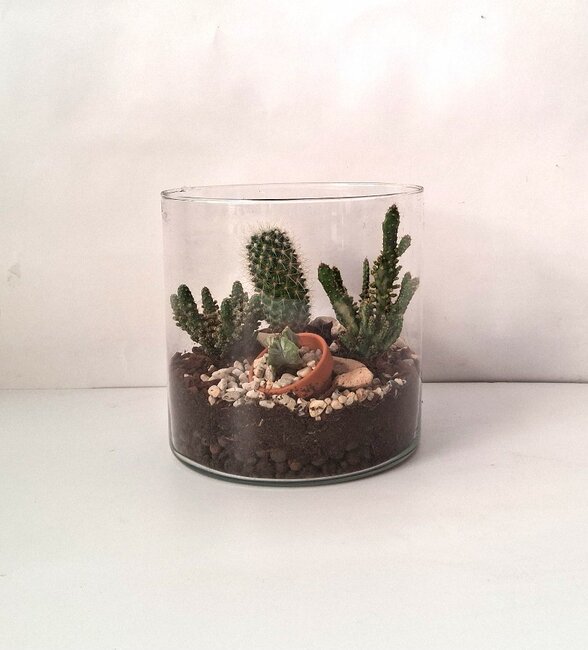 Cactus arrangement