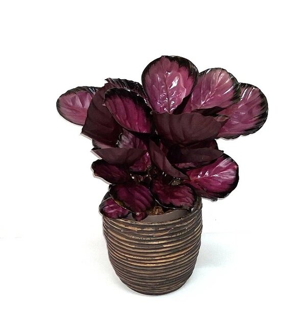 Calathea