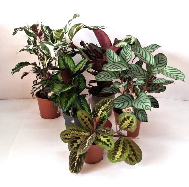 Calathea