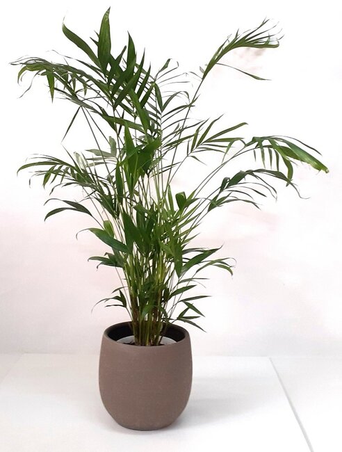 Chamaedorea Elegans