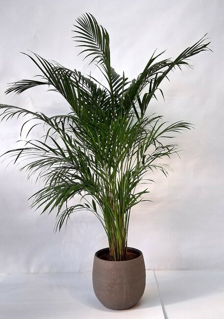 Chrysalidocarpus