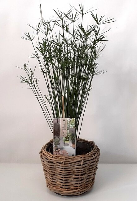 De paraplu plant