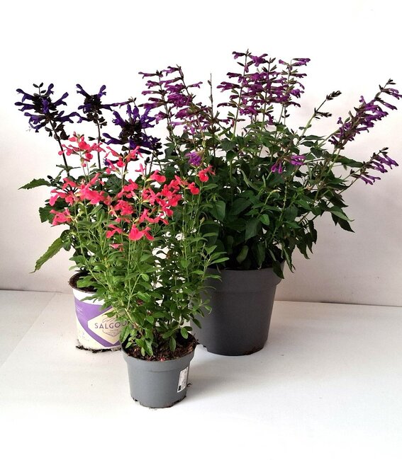 De Salvia