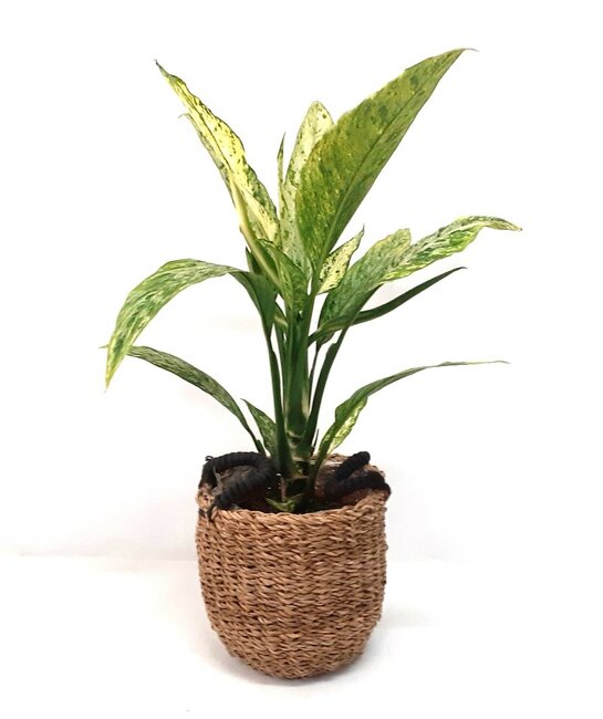 Dieffenbachia
