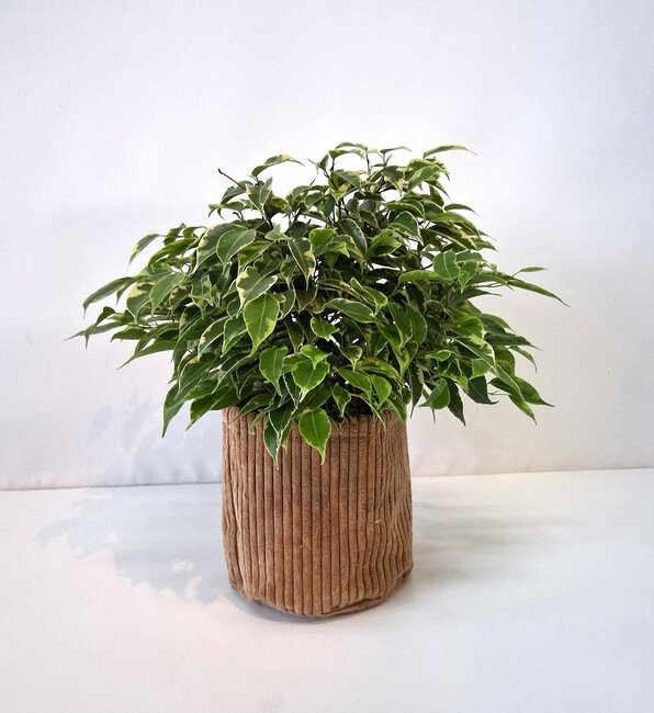 Ficus