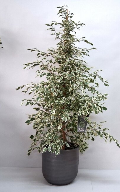 Ficus Benjamina