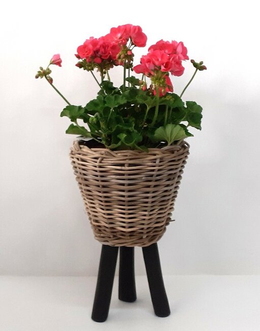 Geranuim in pot