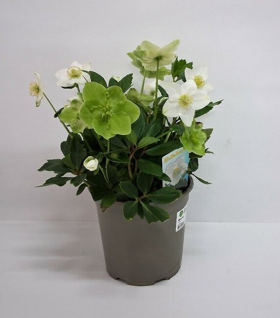 Helleborus
