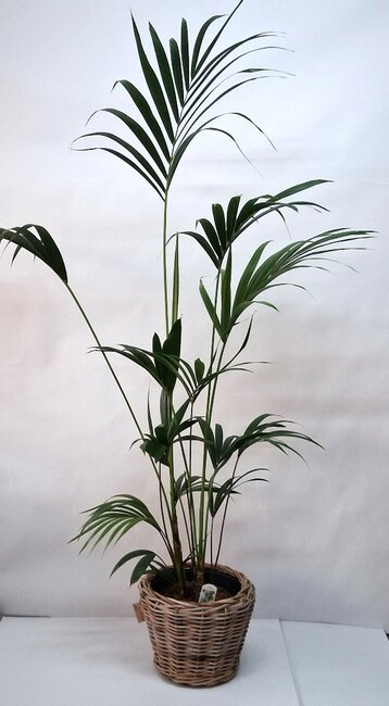 Howea of Kentia palm