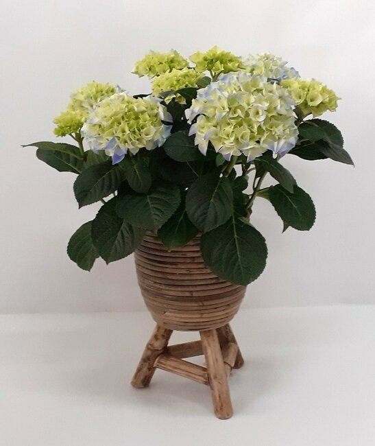 Hydrangea in pot