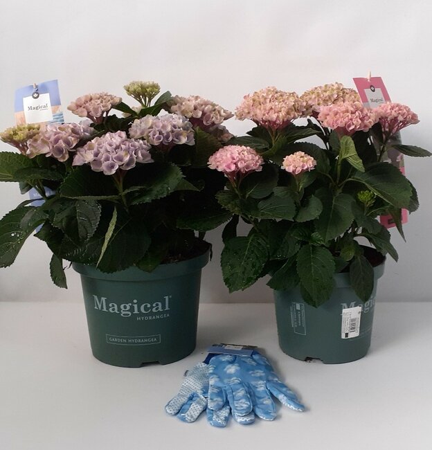Hydrangea Magical met gratis ....