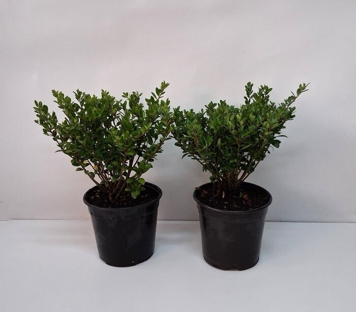 Ilex