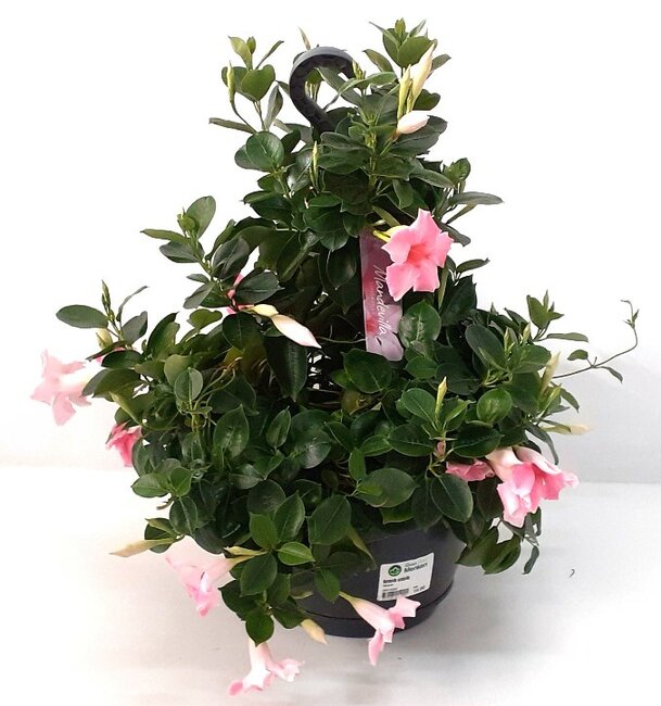 Mandevilla