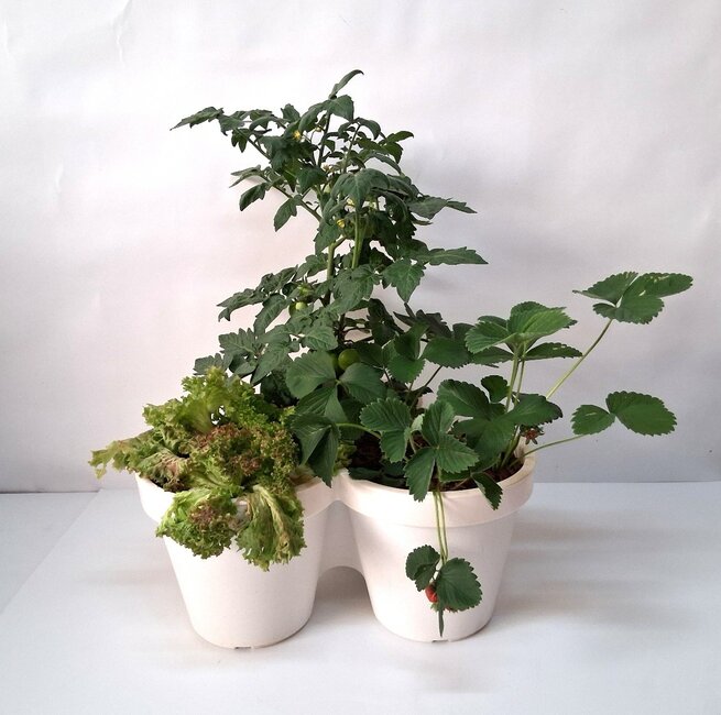 Mini groentetuin