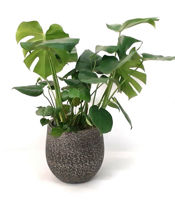 Monstera