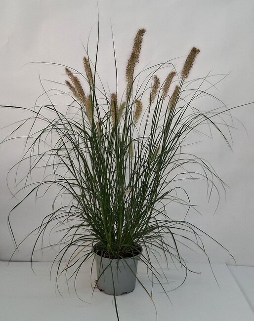 Pennisetum