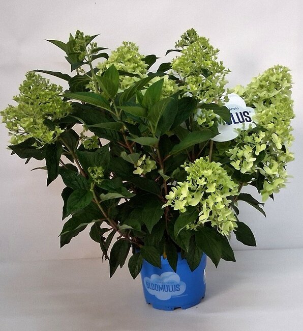 Pluimhortensia