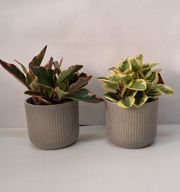 Pot plant combinatie