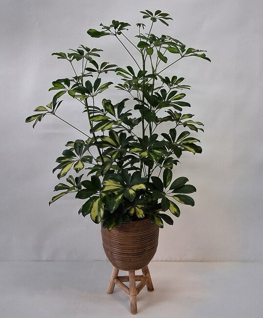 Schefflera compleet met pot