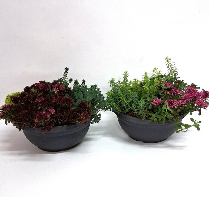 Sedum arrangement