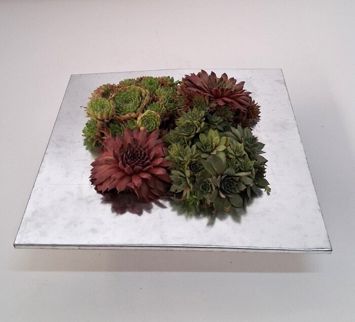 Sedum arrangement