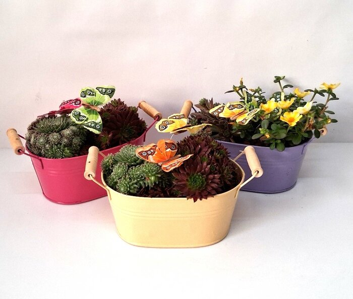 Sedum arrangement