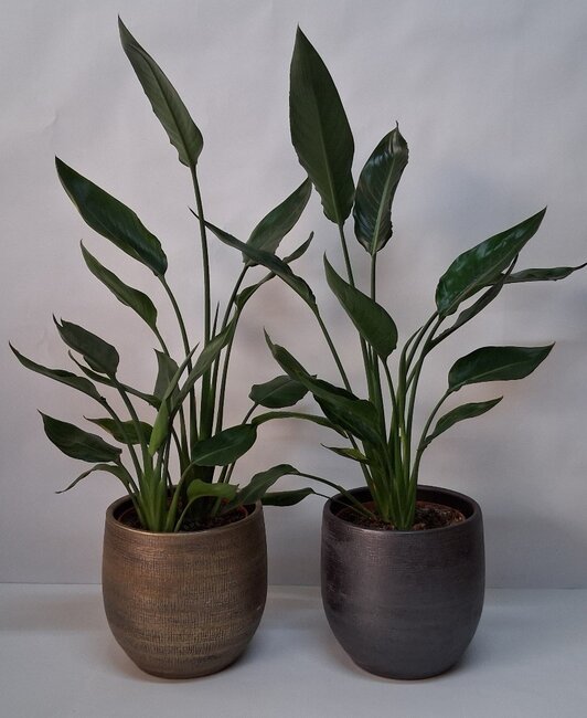 Strelitzia