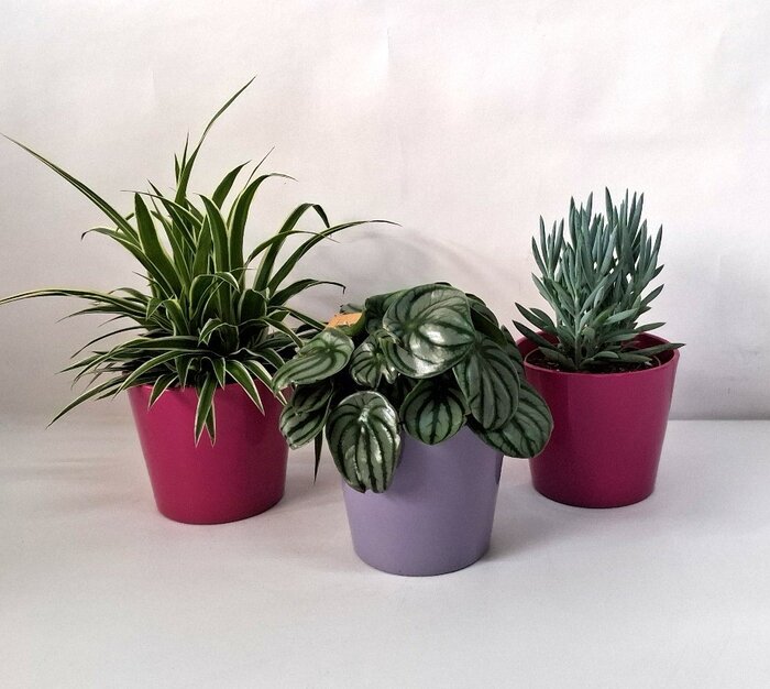 Vrolijke pot plant combinatie