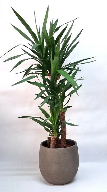 Yucca