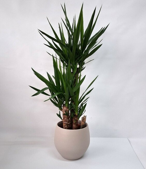 Yucca in pot