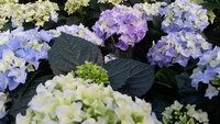 Planten