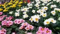 Planten