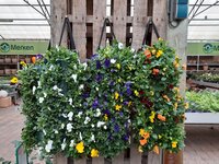 Planten
