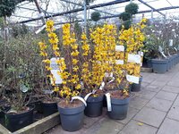 Planten