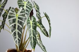 Bijzondere Kamerplanten